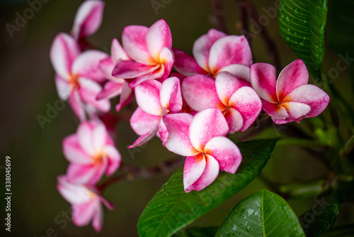 Plumeria flowers are blooming beautifully in the garden select focus.