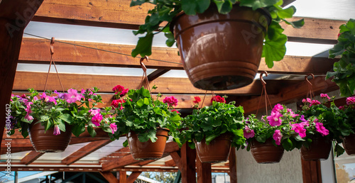 Couple of flower pots with colorful geraniums and surfinias hanging under wooden beams ceiling on the porch. photo