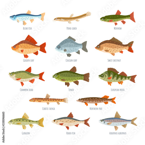 Freshwater fish set isolated on white background