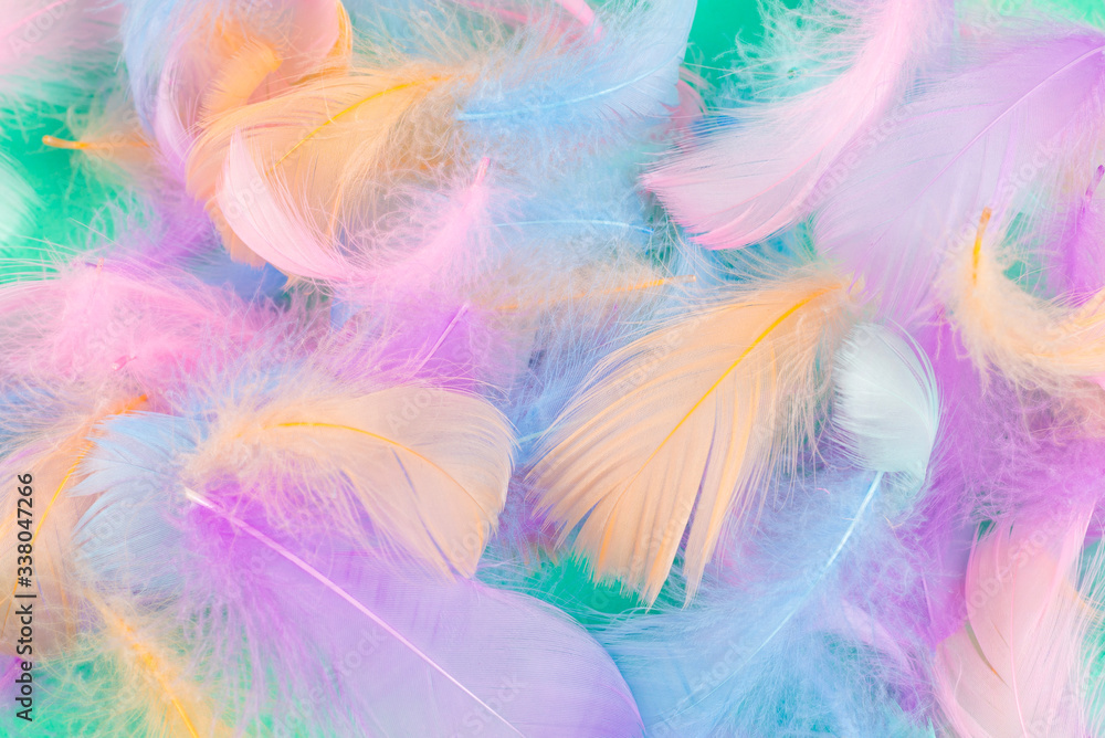 Colorful feather background, top view. Colorful feather background, top view.