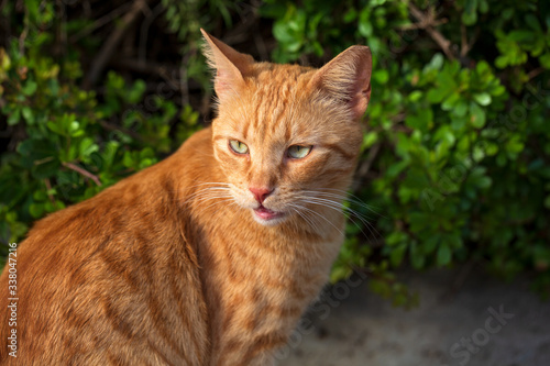 Wallpaper Mural Stray cat checking for some treat, cute cat face with curious look Torontodigital.ca