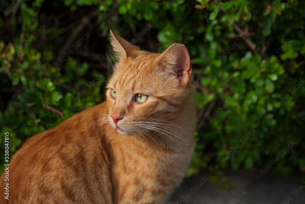 Stray cat checking for some treat, cute cat face with curious look Stray cat checking for some treat, cute cat face with curious look