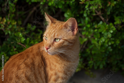 Wallpaper Mural Stray cat checking for some treat, cute cat face with curious look Torontodigital.ca