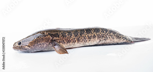 A fresh black fish on a white background