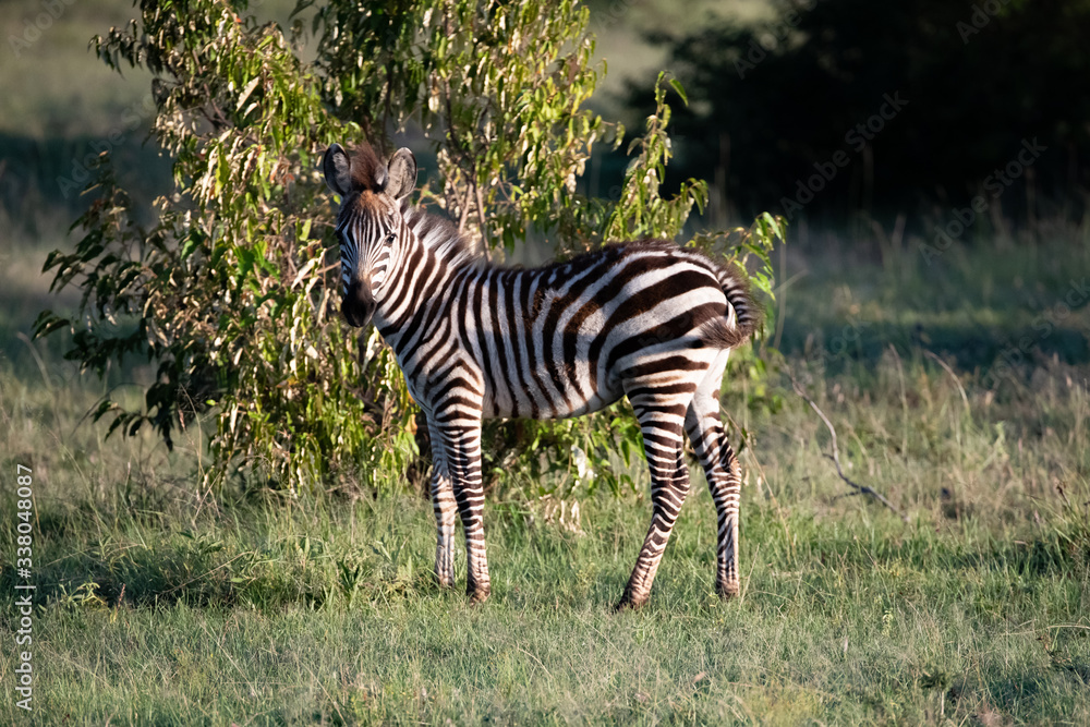 Obraz premium portrait of a young zebra