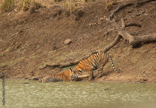 Tiger cub drinking water near her mother at Tadoba Andhari Tiger Reserve  India
