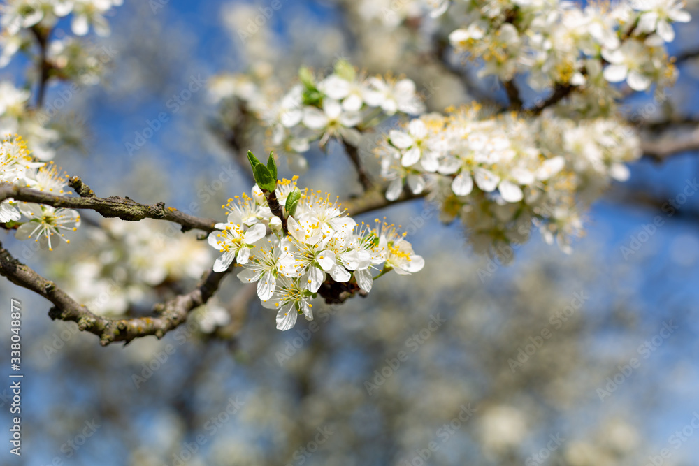 Blooming apple tree in spring time. Blooming apple tree in spring time.