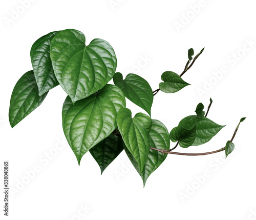 Tropical leaves, shrubs, leaves, sequins (Wild Betel Leafbush,Chaplo) Used in architectural decoration, landscaping on white background with clipping path. photo