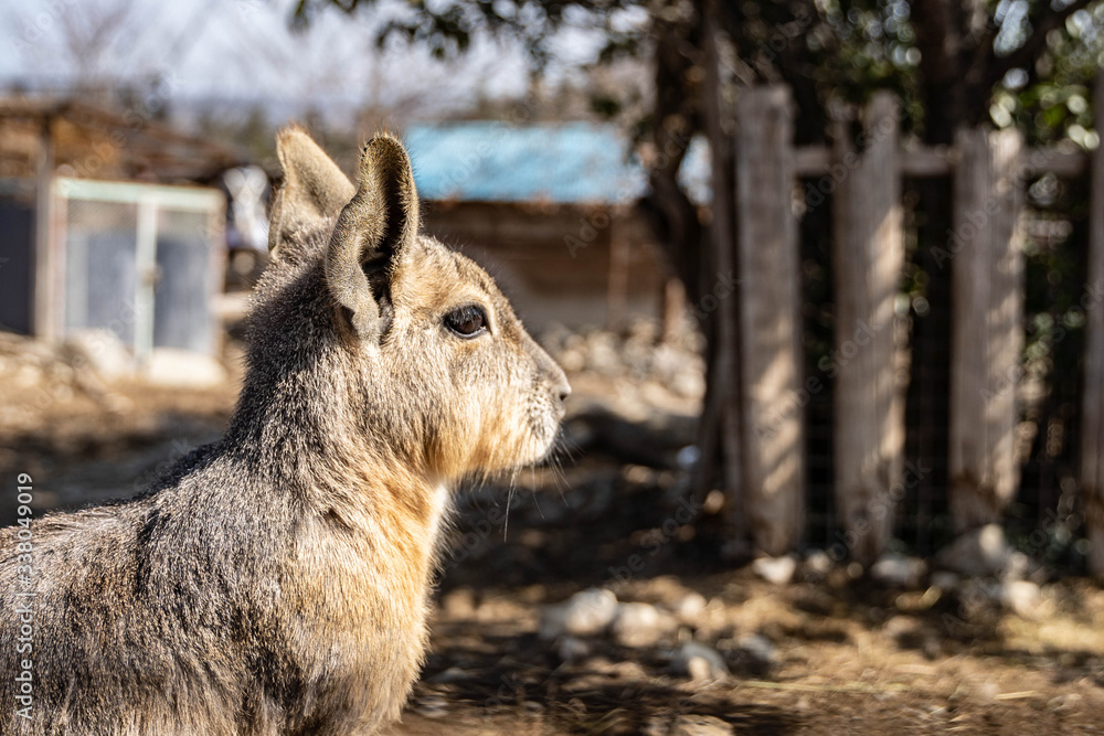 Fototapeta premium 動物40