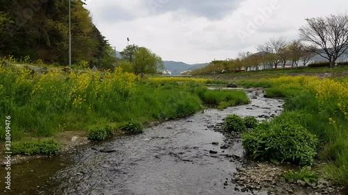 the river in the forest