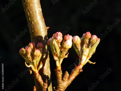 Macro close-up photograph of the leaf and blossom buds of a dwarf variety pear tree (Pyrus communis 'Beth') on a branch in Spring, with shallow depth of field
