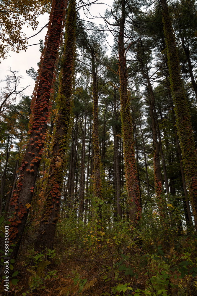 Fototapeta premium Autumn Landscapes in Massachusetts