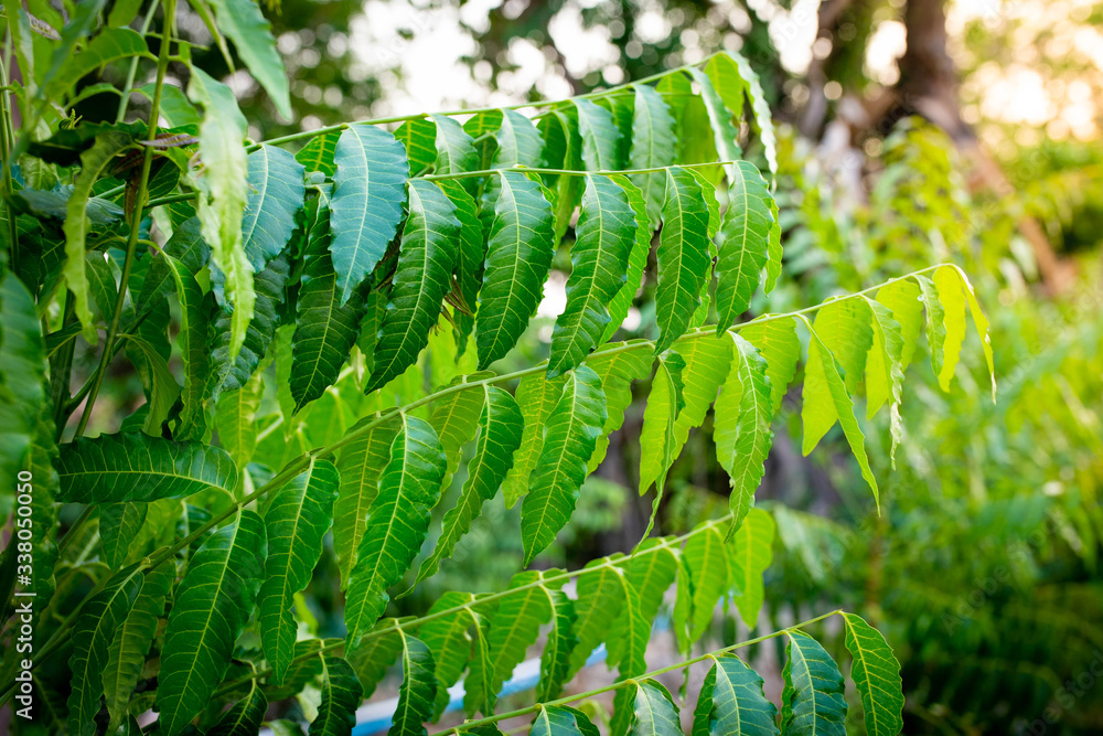 New Top Leaf Of Neem Plant Azadirachta Indica A Branch Of Neem Tree Leaves Natural Medicine Stock Photo Adobe Stock