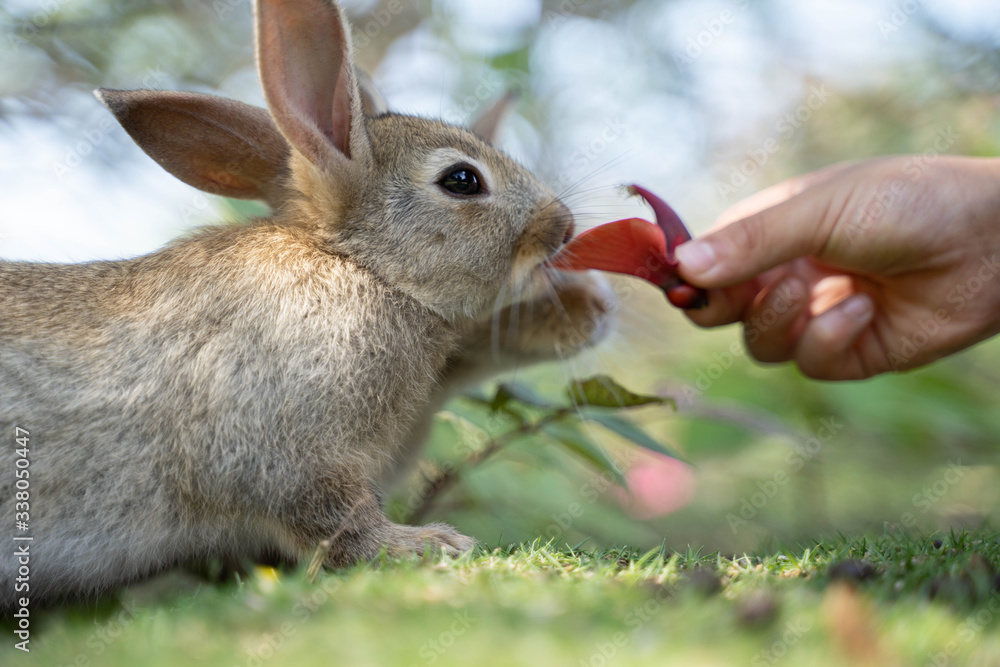 Fototapeta premium うさぎ4