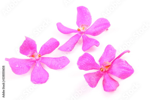 Pink orchid isolated on white background