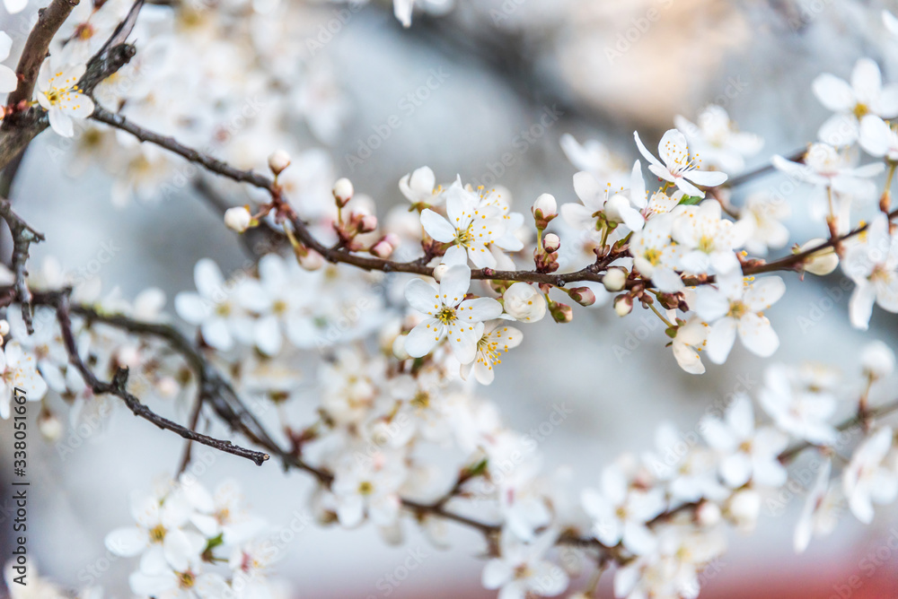 White Plum Tree Blossoms in Spring in Northern Europe White Plum Tree Blossoms in Spring in Northern Europe
