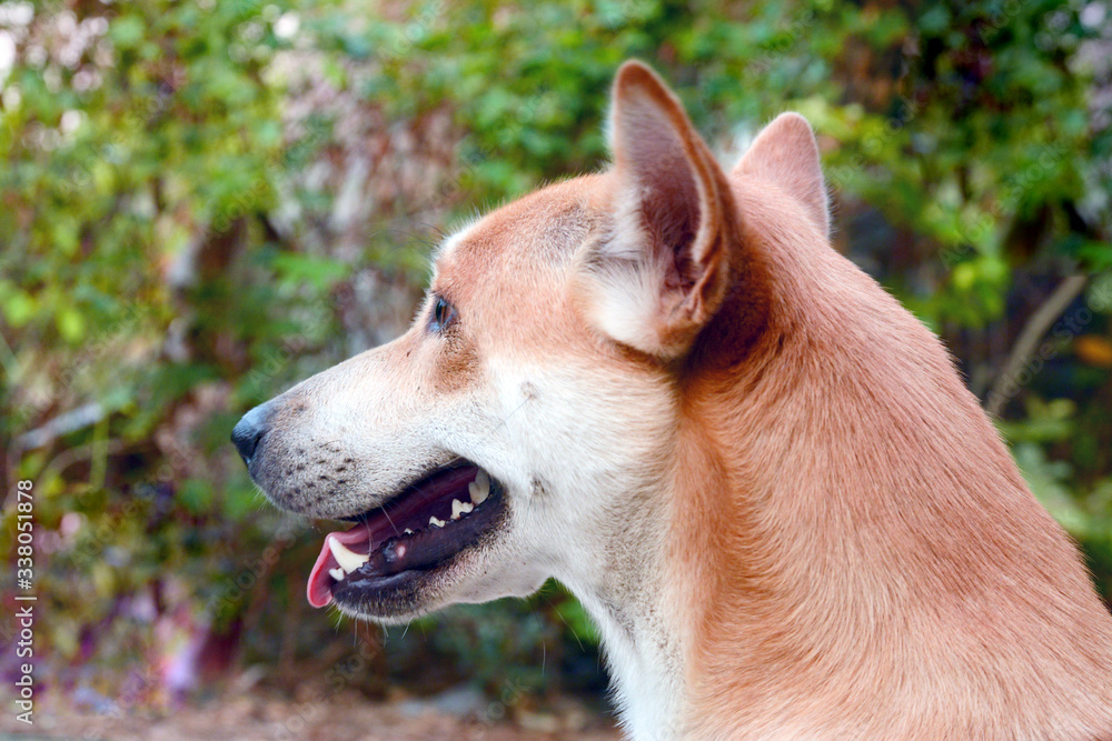 portrait of a dog