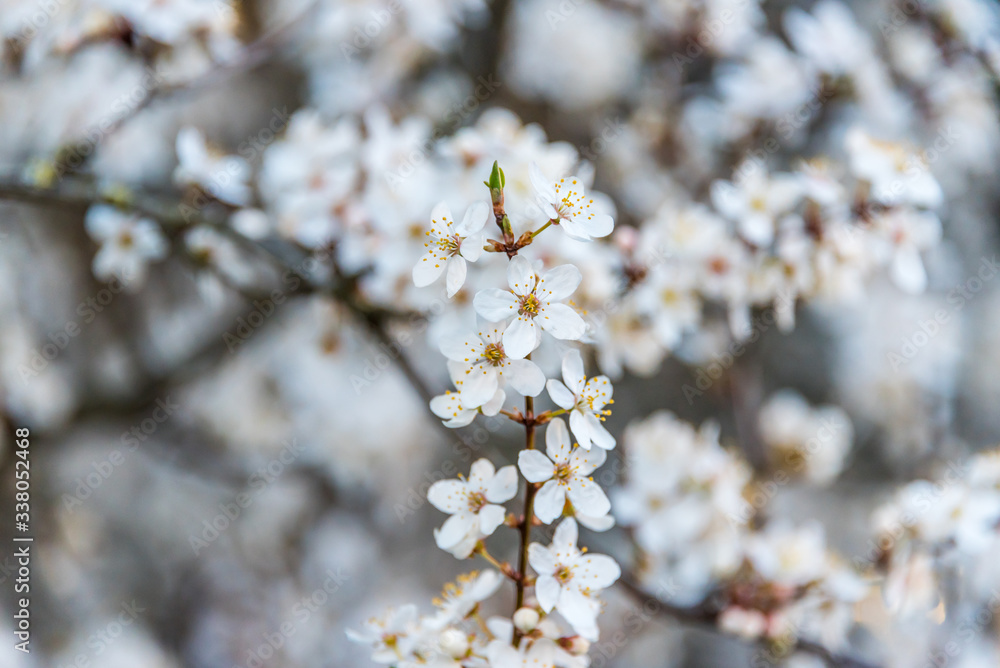 White Plum Tree Blossoms in Spring in Northern Europe White Plum Tree Blossoms in Spring in Northern Europe