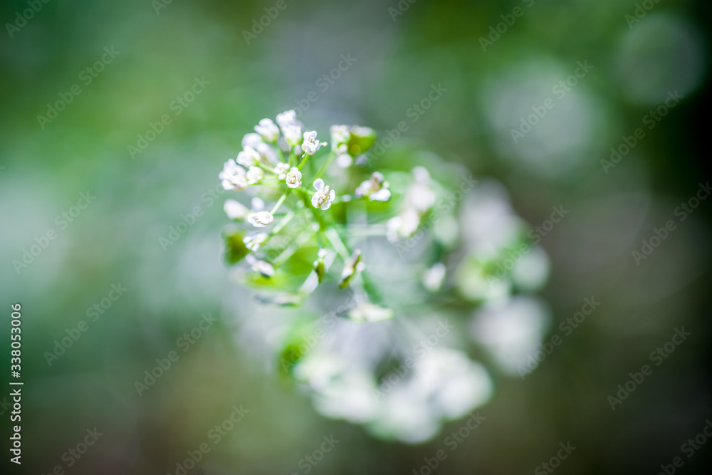 クローズアップで撮影したナズナの花 クローズアップで撮影したナズナの花