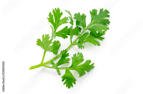 Top view ( Flat lay ) isolated of  fresh coriander leaves on white background. Clipping path photo.