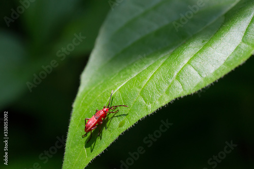 Red bugs on leaf