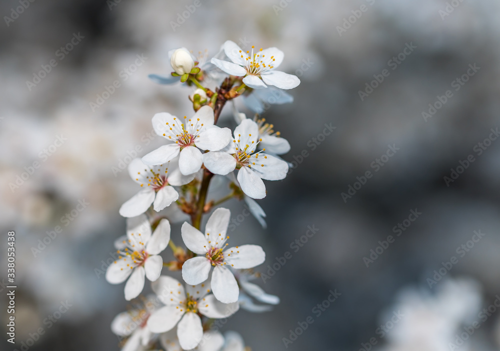 White Plum Tree Blossoms in Spring in Northern Europe