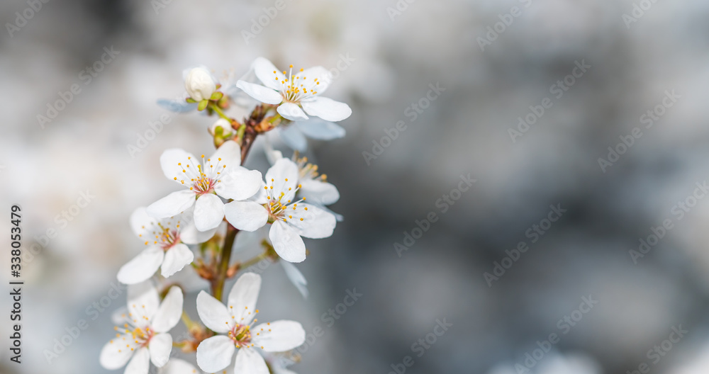 White Plum Tree Blossoms in Spring in Northern Europe White Plum Tree Blossoms in Spring in Northern Europe