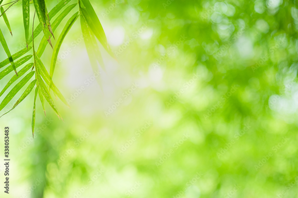 Closeup beautiful view of nature green bamboo leaf on greenery blurred background with sunlight and copy space. It is use for natural ecology summer background and fresh wallpaper concept. Closeup beautiful view of nature green bamboo leaf on greenery blurred background with sunlight and copy space. It is use for natural ecology summer background and fresh wallpaper concept.