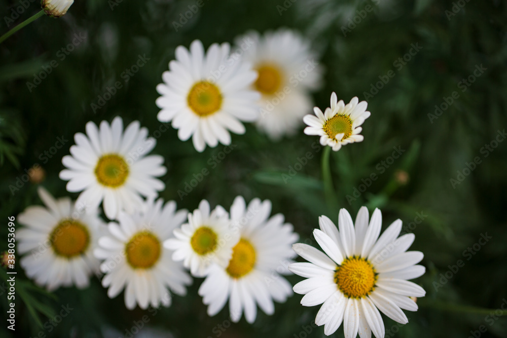 Obraz premium Garden camomile flowers, field with camomiles, camomile closeup, natural antiseptic. Chamomile close up. Chamomile medicinal plant on a sunny day. Blooming chamomile field natural herbal treatment.