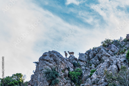 mountain goats in Sierra Nevada (Spain)