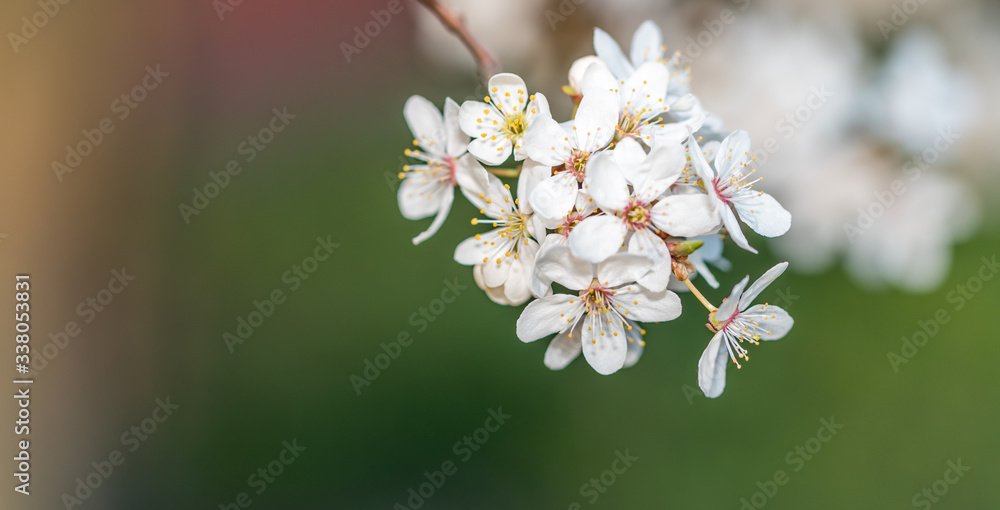 White Plum Tree Blossoms in Spring in Northern Europe White Plum Tree Blossoms in Spring in Northern Europe