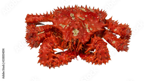 Isolated raw Kamchatka red king crab.