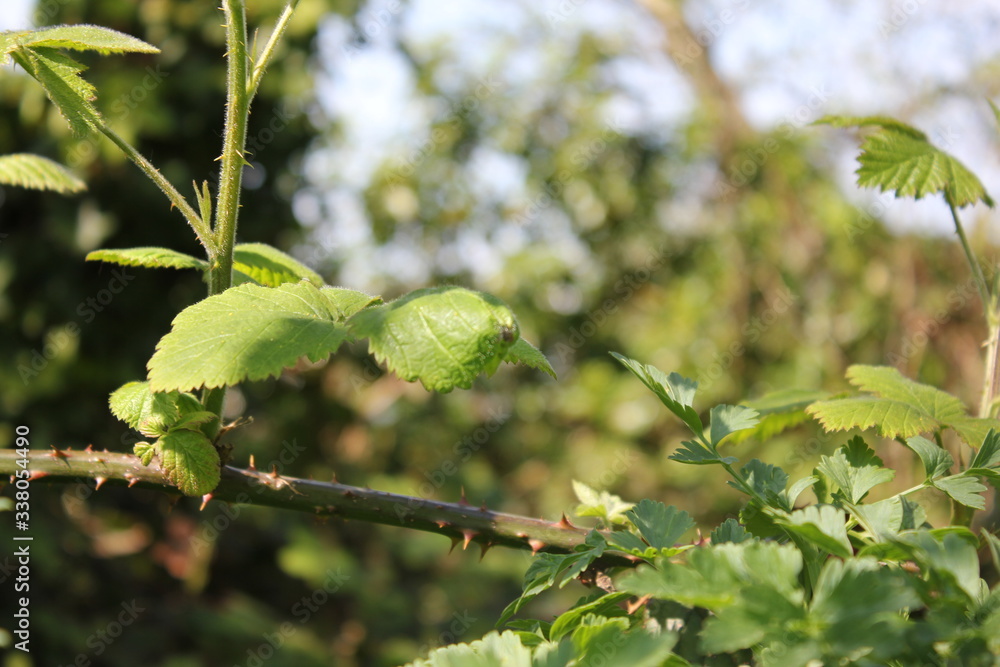 Naklejka premium Leaves