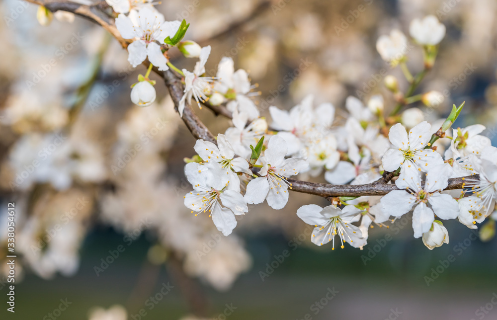 White Plum Tree Blossoms in Spring in Northern Europe White Plum Tree Blossoms in Spring in Northern Europe