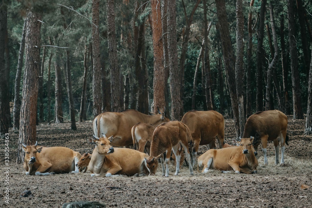 Obraz premium wild animals in park