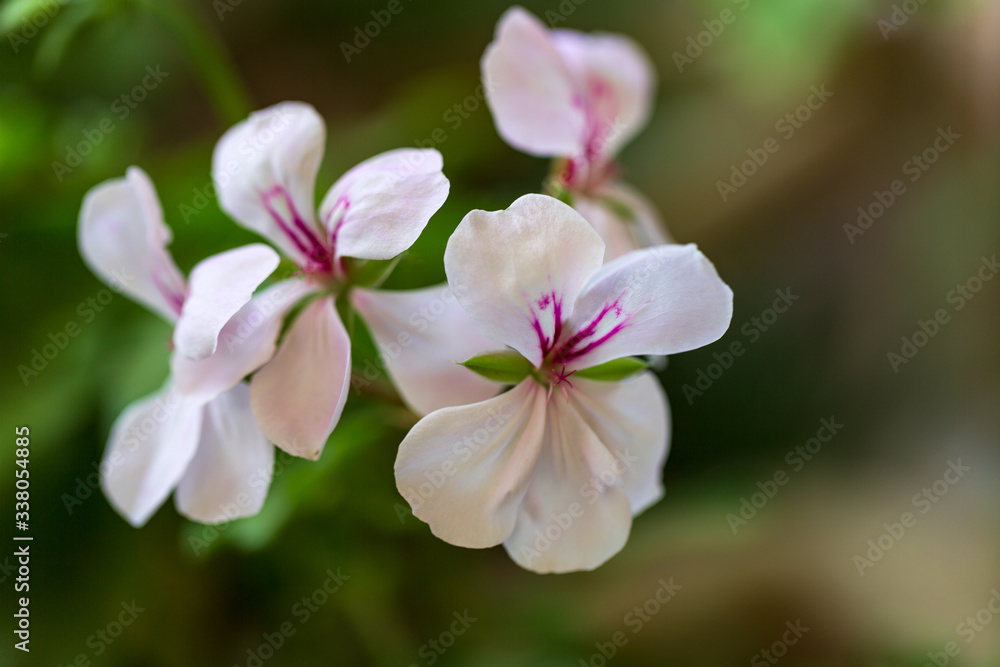 pink magnolia flower