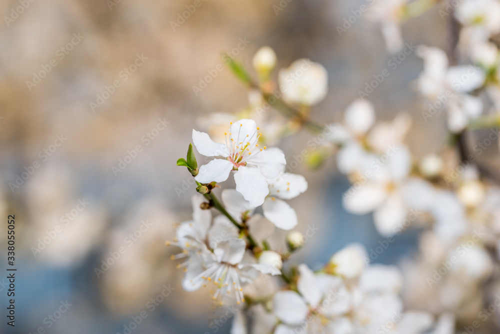 White Plum Tree Blossoms in Spring in Northern Europe White Plum Tree Blossoms in Spring in Northern Europe