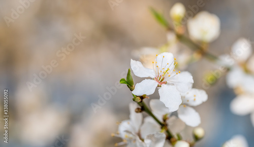 White Plum Tree Blossoms in Spring in Northern Europe