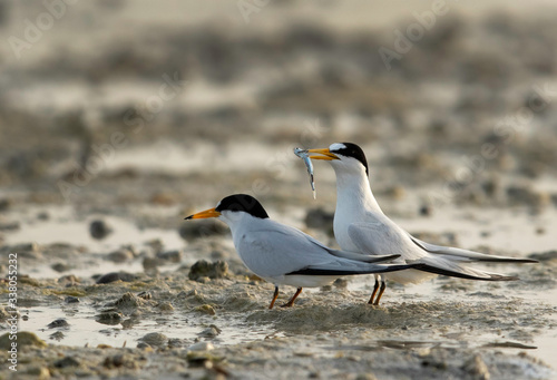 A  Saunders tern offering fish to his mate at Busaiteen coast, Bahrain