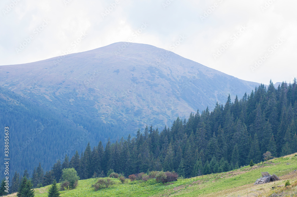coniferous trees on the background of mountains coniferous trees on the background of mountains