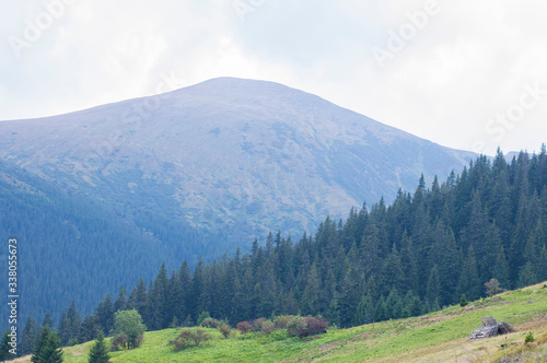 coniferous trees on the background of mountains