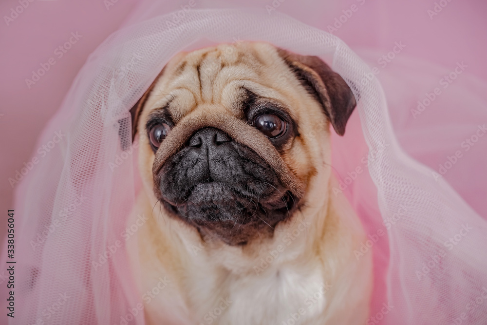 beige pug dog isolated on a pink background with a mesh cloth on his head similar to a veil