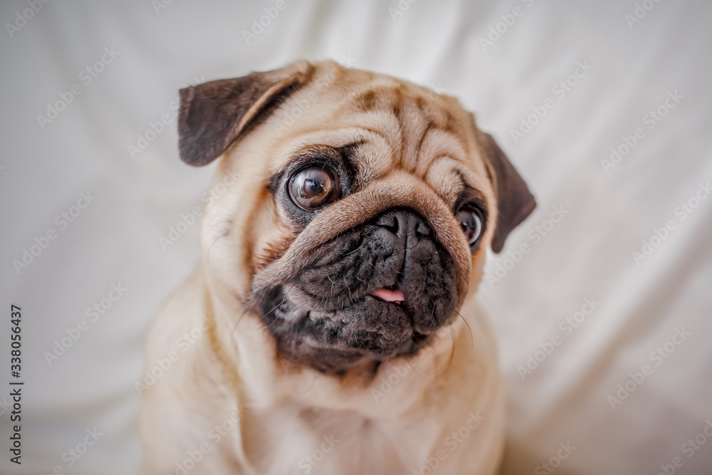 Grumpy Pug With a Very Sad Face Grumpy Pug With a Very Sad Face