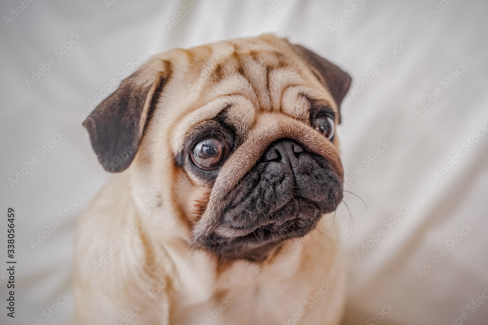 Grumpy Pug With a Very Sad Face