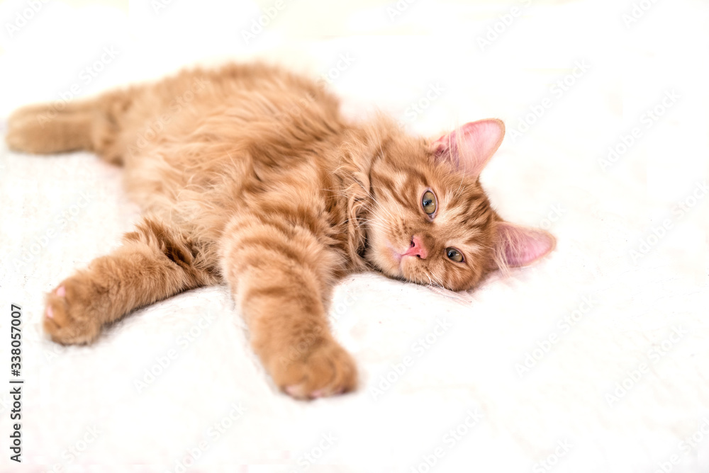 Cute little red kitten lies on a white blanket