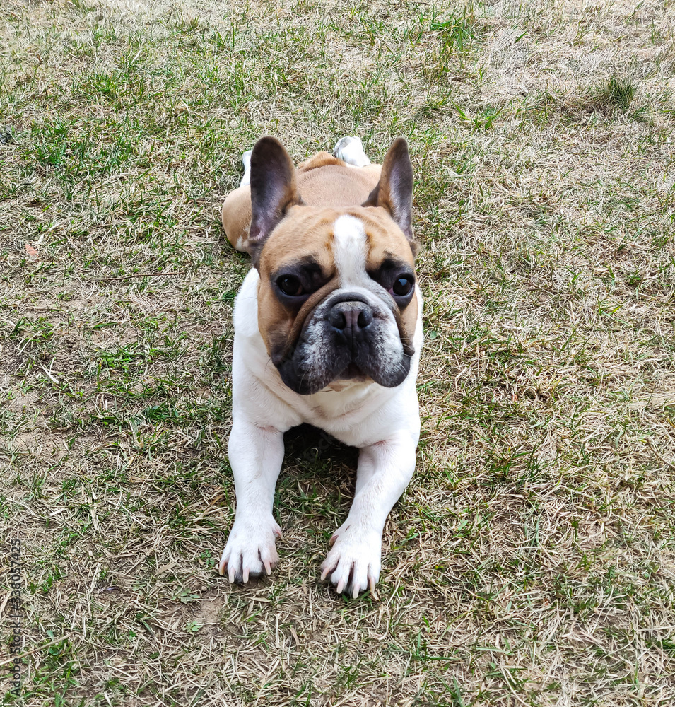 french bulldog lies outdoors on dry grass