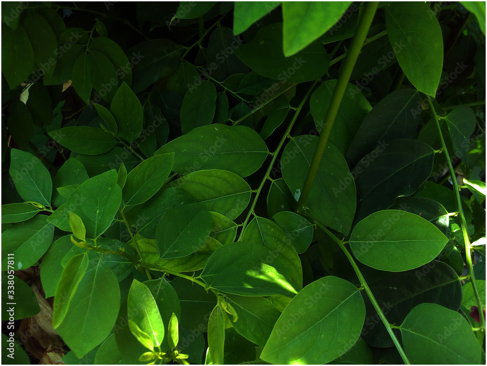 The shadow of the daytime leaves The shadow of the daytime leaves