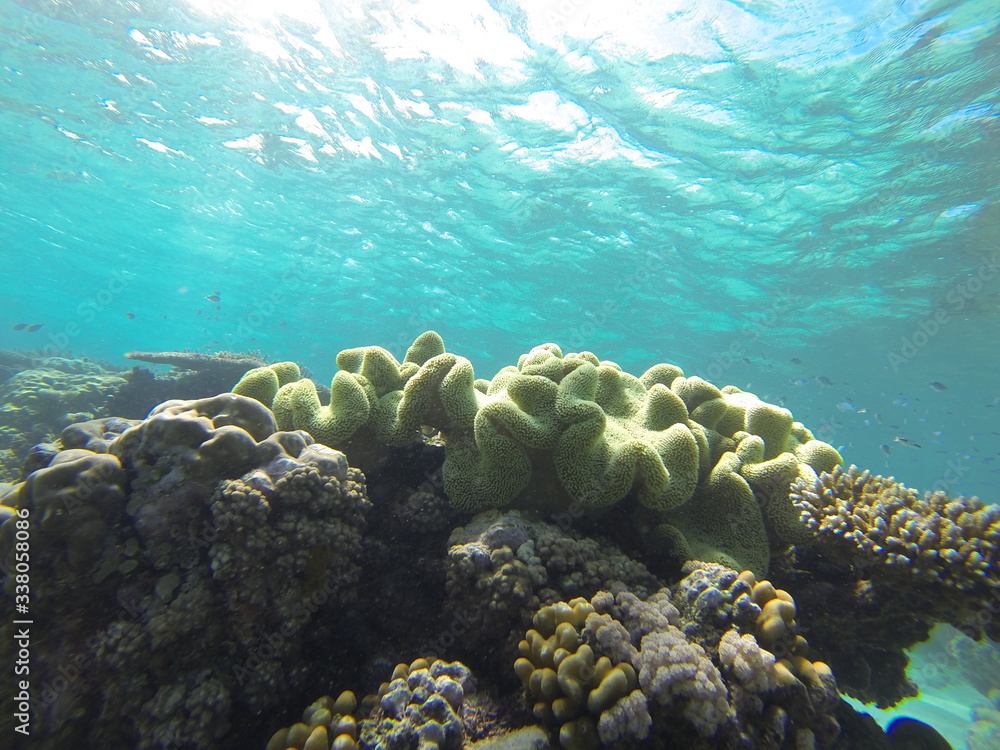 Fototapeta premium corail Australie barrière 