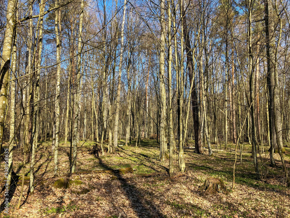 Spring forest illuminated by the bright sun. A path in the spring forest. Spring forest illuminated by the bright sun. A path in the spring forest.