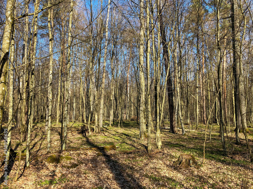 Spring forest illuminated by the bright sun. A path in the spring forest.